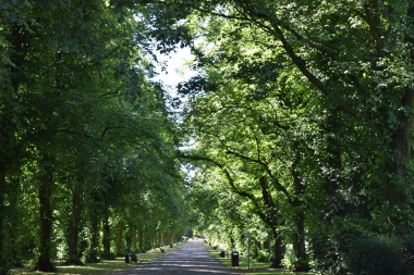 Figure 1 in the Tree Strategy, showing the Tree lined avenue in Haslam Park, Preston.