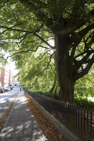 Figure 7 of the Tree Strategy, mature trees lining Winckley Square, Preston