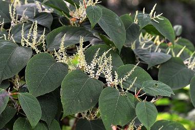 Japanese Knotweed close up