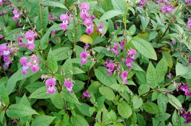 Himalayan Balsam weed close up