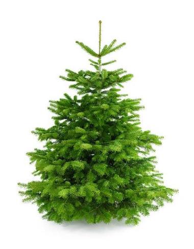 Plain Christmas tree