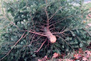 Christmas tree lying down