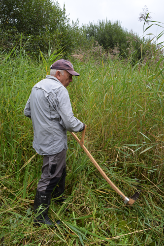 Reeds being cut back